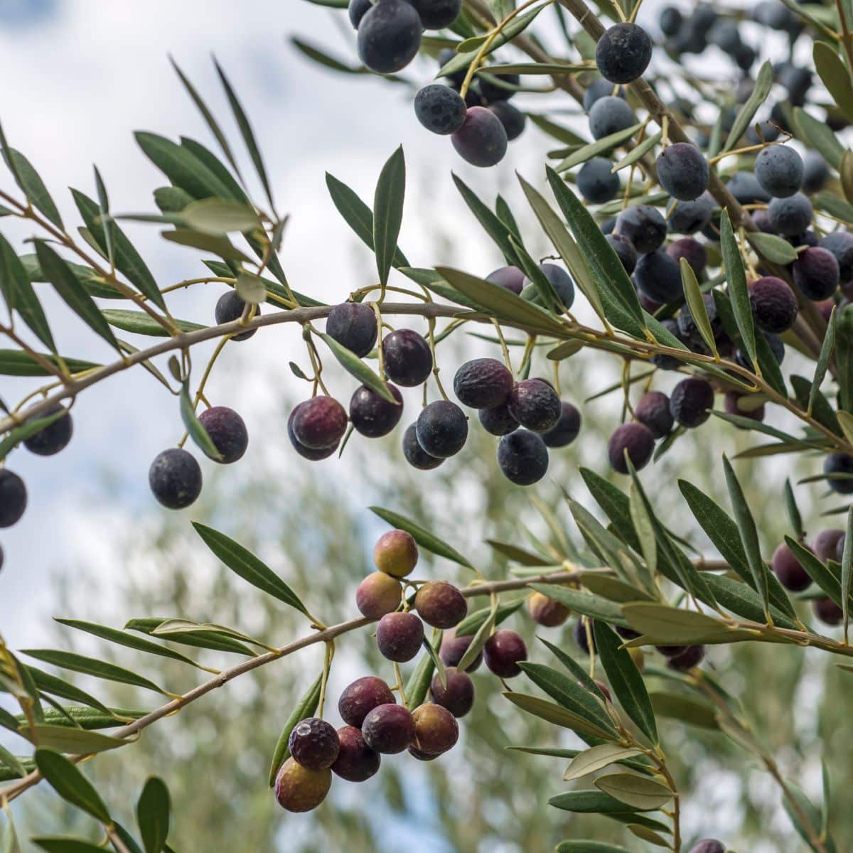 Olive tree branches.